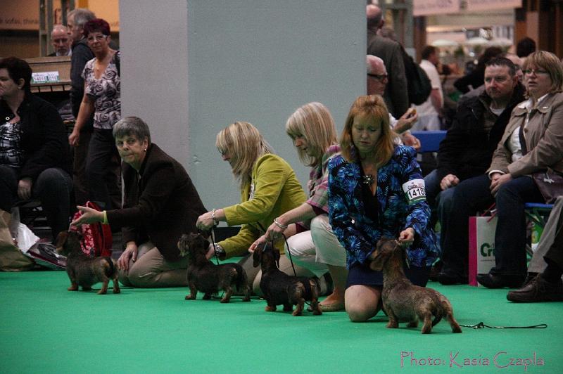 Crufts2011_2 1397.jpg